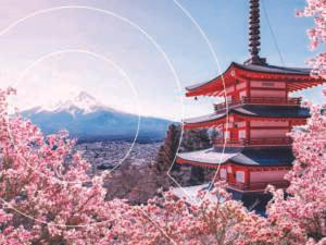 Cherry Blossom Of Japan