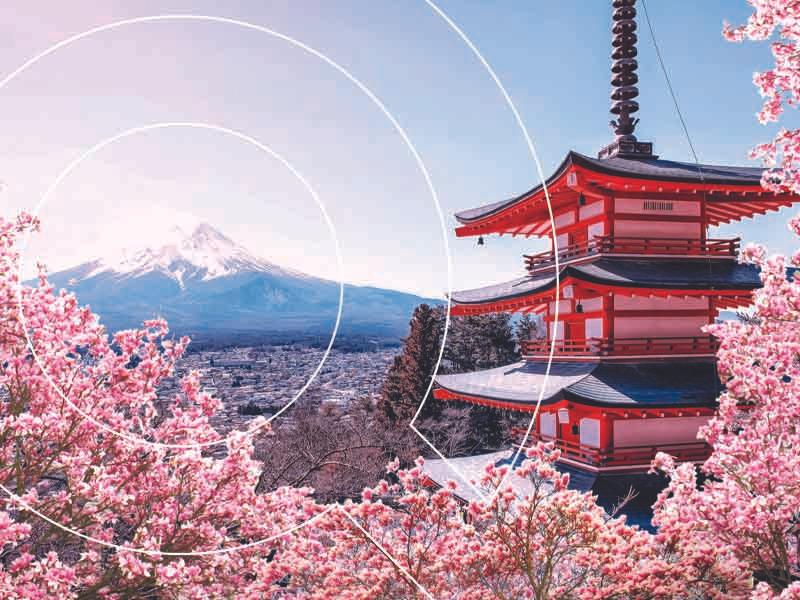 Cherry Blossom Of Japan