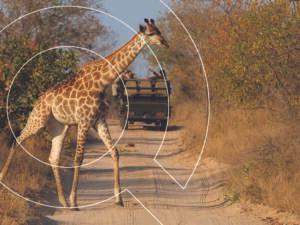 Majestic South Africa Experience